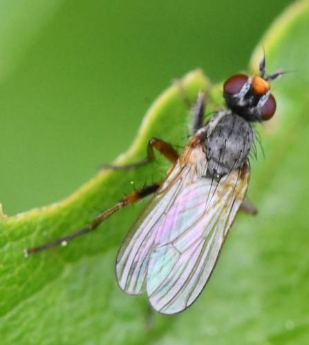 Nanna fasciata